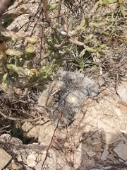 Mammillaria parkinsonii