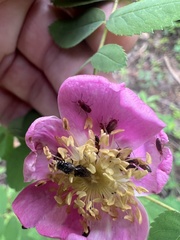 Grammoptera subargentata