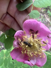 Grammoptera subargentata