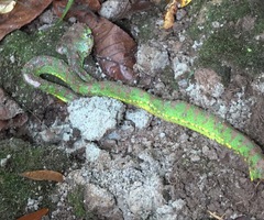 Trimeresurus flavomaculatus