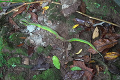 Trimeresurus flavomaculatus