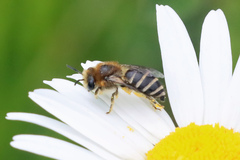 Colletes daviesanus