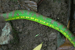 Trimeresurus flavomaculatus