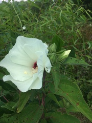 Hibiscus moscheutos