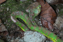 Trimeresurus flavomaculatus