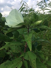 Hibiscus moscheutos