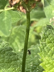 Liocoris tripustulatus