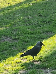 Corvus monedula spermologus