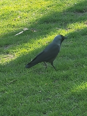 Corvus monedula spermologus