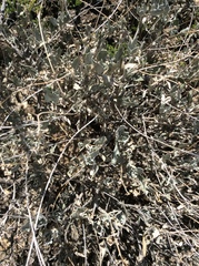 Parthenium argentatum