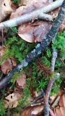 Exidia thuretiana