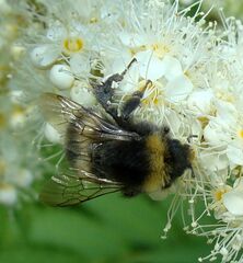 Bombus