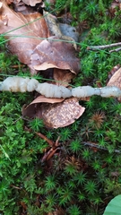 Exidia thuretiana