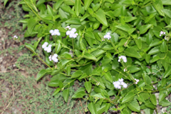 Ageratum maritimum