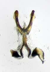 Hishimonus hamatus