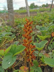 Orobanche pallidiflora