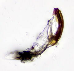 Hishimonus hamatus