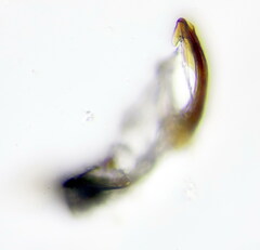 Hishimonus hamatus