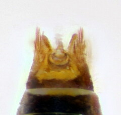 Hishimonus hamatus