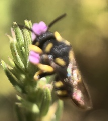 Anthidiini