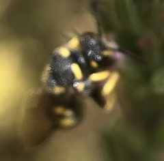 Anthidiini