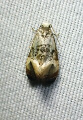 Phalonidia memoranda