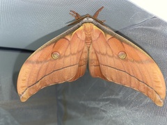 Antheraea pernyi