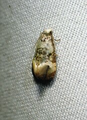 Phalonidia memoranda