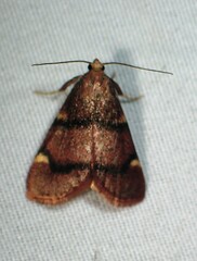Hypsopygia thymetusalis