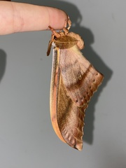 Antheraea pernyi