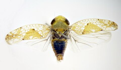 Hishimonus hamatus