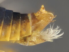 Hishimonus hamatus
