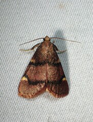 Hypsopygia thymetusalis