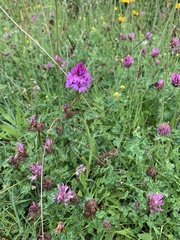 Anacamptis pyramidalis