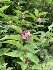 Leycesteria formosa