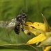 Dark-legged Yellow Loosestrife Bee - Photo (c) jgibbs, some rights reserved (CC BY-NC), uploaded by jgibbs