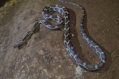 Pseudelaphe phaescens