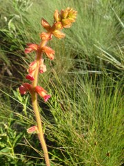 Sinningia allagophylla