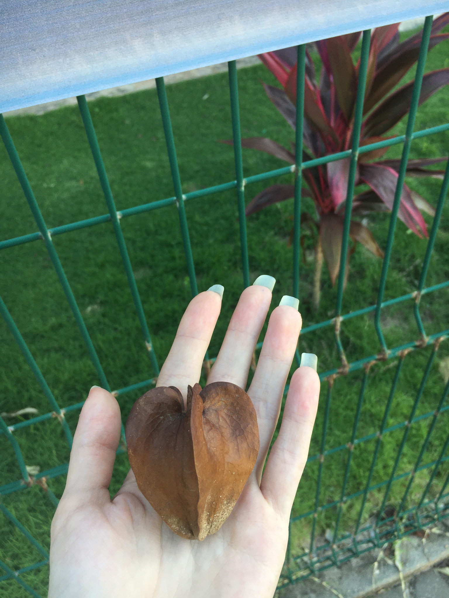 Cordia oncocalyx