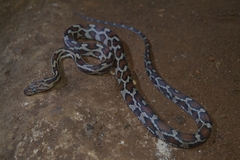 Pseudelaphe phaescens