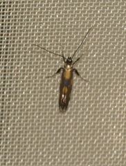 Euspilapteryx auroguttella