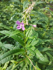 Chamaenerion angustifolium