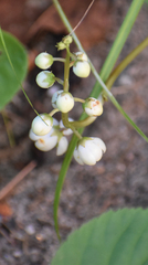 Pyrola elliptica