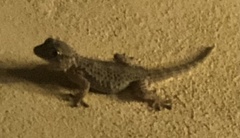 Tarentola mauritanica