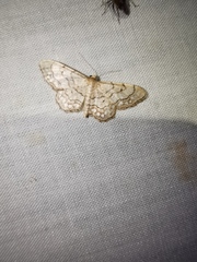 Idaea moniliata