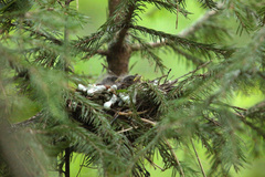 Carpodacus erythrinus