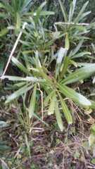 Pouteria salicifolia