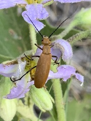 Epicauta immaculata