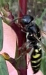 Myzinum maculatum