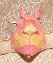 Hyparpax aurora